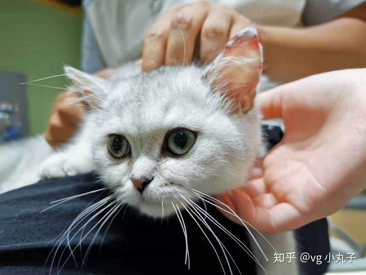 养猫小贴士 养猫日常 适合新手养猫 知乎