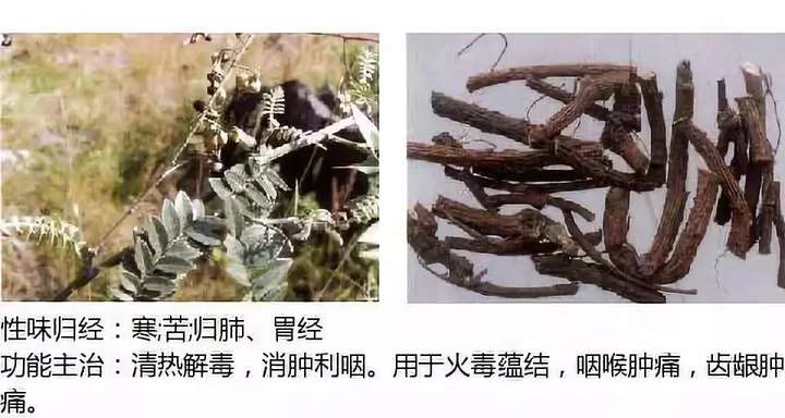 500余种中草药图  第65张