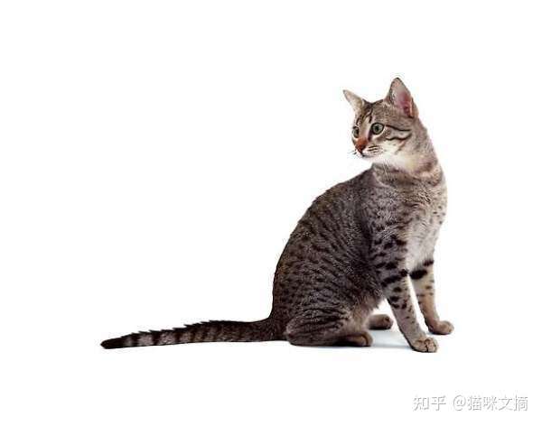 埃及猫是什么猫