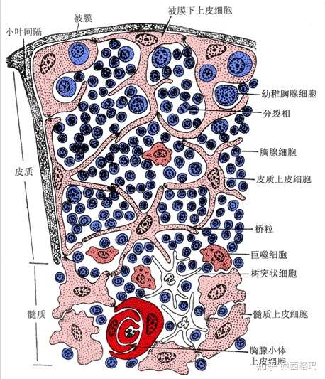 免疫系统(组织学概述)