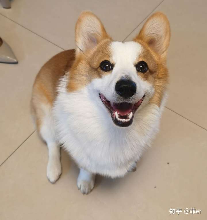 友友们,想养一只柯基,建议是在实体店买还是在网上买,还有需要准备些