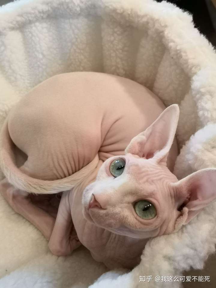 你觉得无毛猫斯芬克斯好看吗