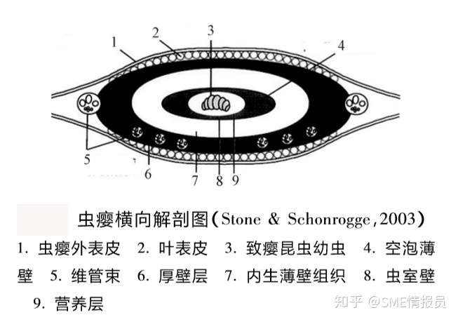 寄生虫让植物变异出的婴房 你很可能已经吃了不少 知乎