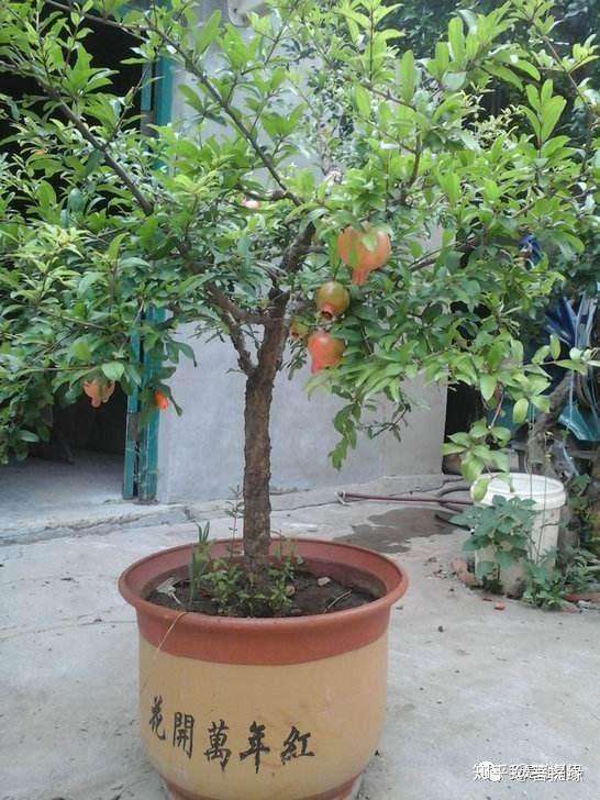 盆栽石榴如何修剪 1个修剪小技巧 株型美如盆景 果子多又大 知乎