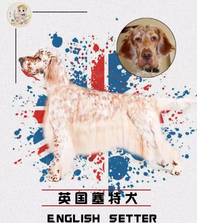 每日一宠 英格兰雪达犬 知乎