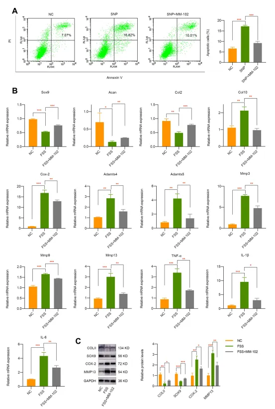 異常流體剪切應力通過 H3K4me3 對 ZBTB20 的表觀遺傳調控促進關節軟骨發病機制