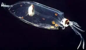 头足类外套膜的结构 睡前软体动物学48 知乎