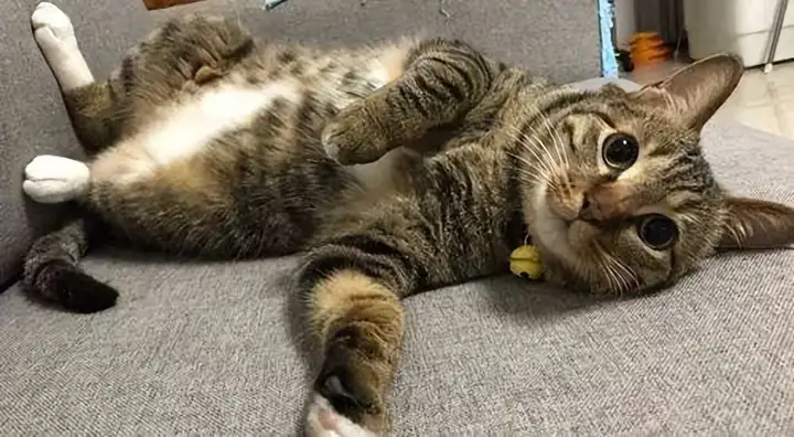 为啥说狸花猫千万不能养?说了你别不信 为啥说狸花猫千万不能养?说了你别不信