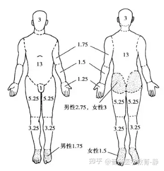 九分法烧伤面积图图片