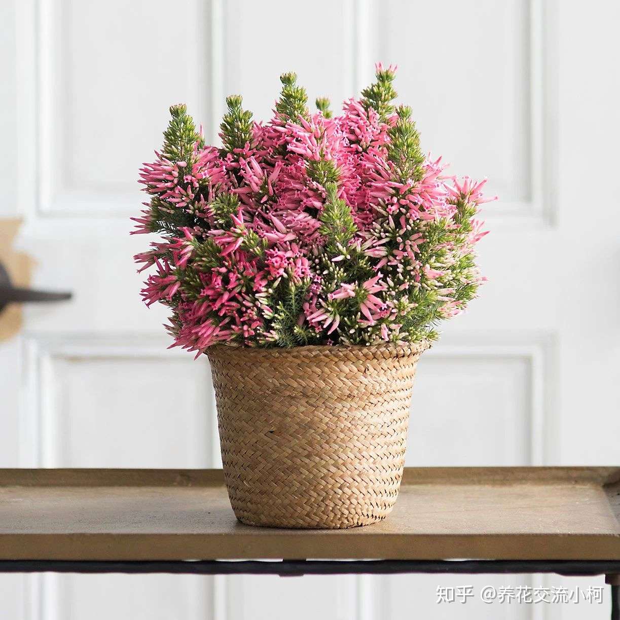 在寒冷的冬春时节灿烂开花的8种观赏花卉 可露养户外 打理简单 知乎