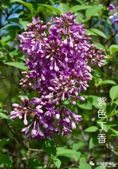 为了孩子的未来清华附管庄学校绿化改造10月6日 战役 征集令 知乎