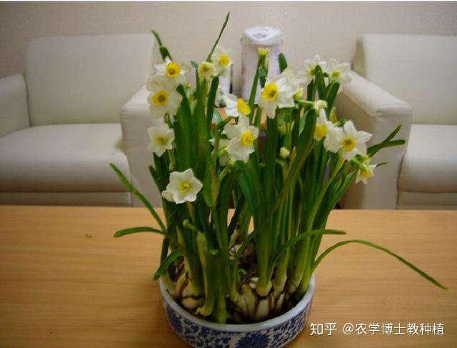 水仙花水养技巧多 掌握这几点 四季开花 芳香沁人 知乎