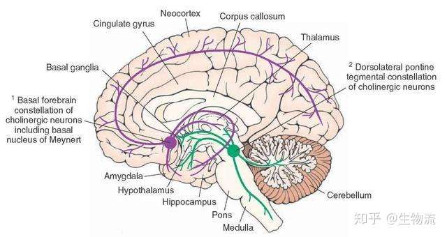 神奇的大脑信使 乙酰胆碱的生命轮回之路 知乎