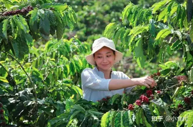 雀巢最新逾72亿元加持咖啡，还想让云南咖啡加速“出海”