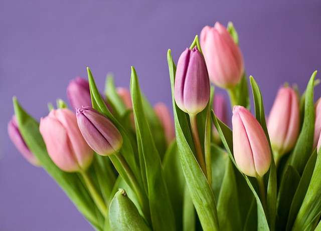 花语 郁金香 关于 花语是智慧的花的谚语