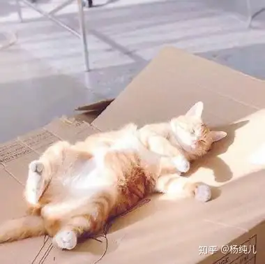 求一个侧着躺的小猫的头像? - 知乎
