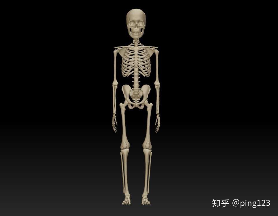 人体完整全身骨骼结构模型图3d打印下载 每块骨头可分件 人体骨骼雕塑 人体骨架3d模型 知乎