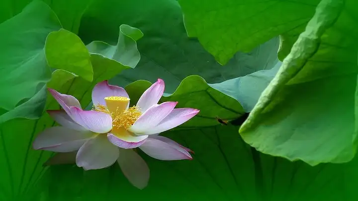 二十四节气——夏至的含义