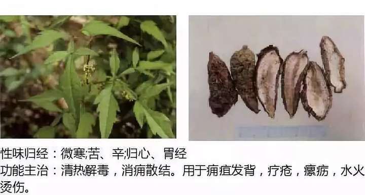 500余种中草药图  第71张