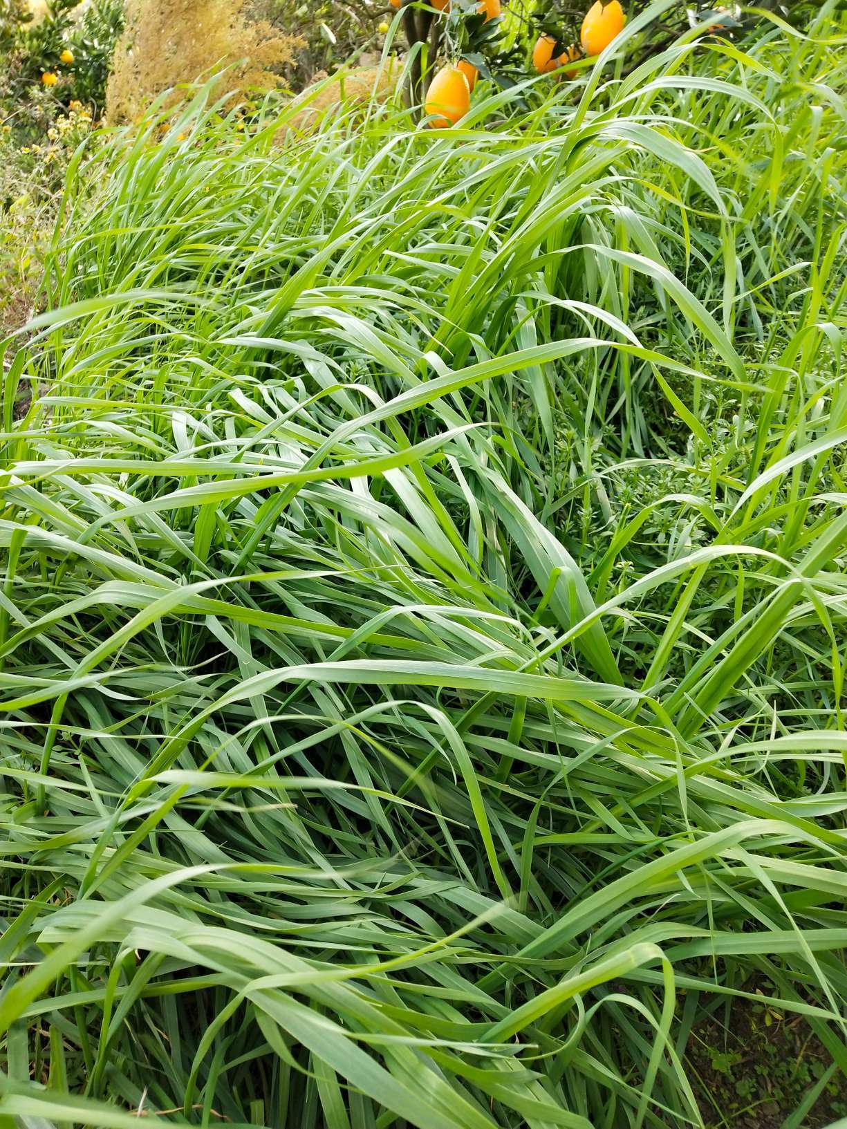 秭归橙子和水果 的想法: 把果园里的高杆草拔了