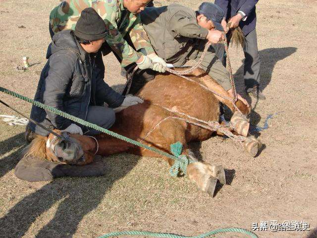 走骟牲口走着走着就被骟掉了网友说这要申请非物质文化遗产