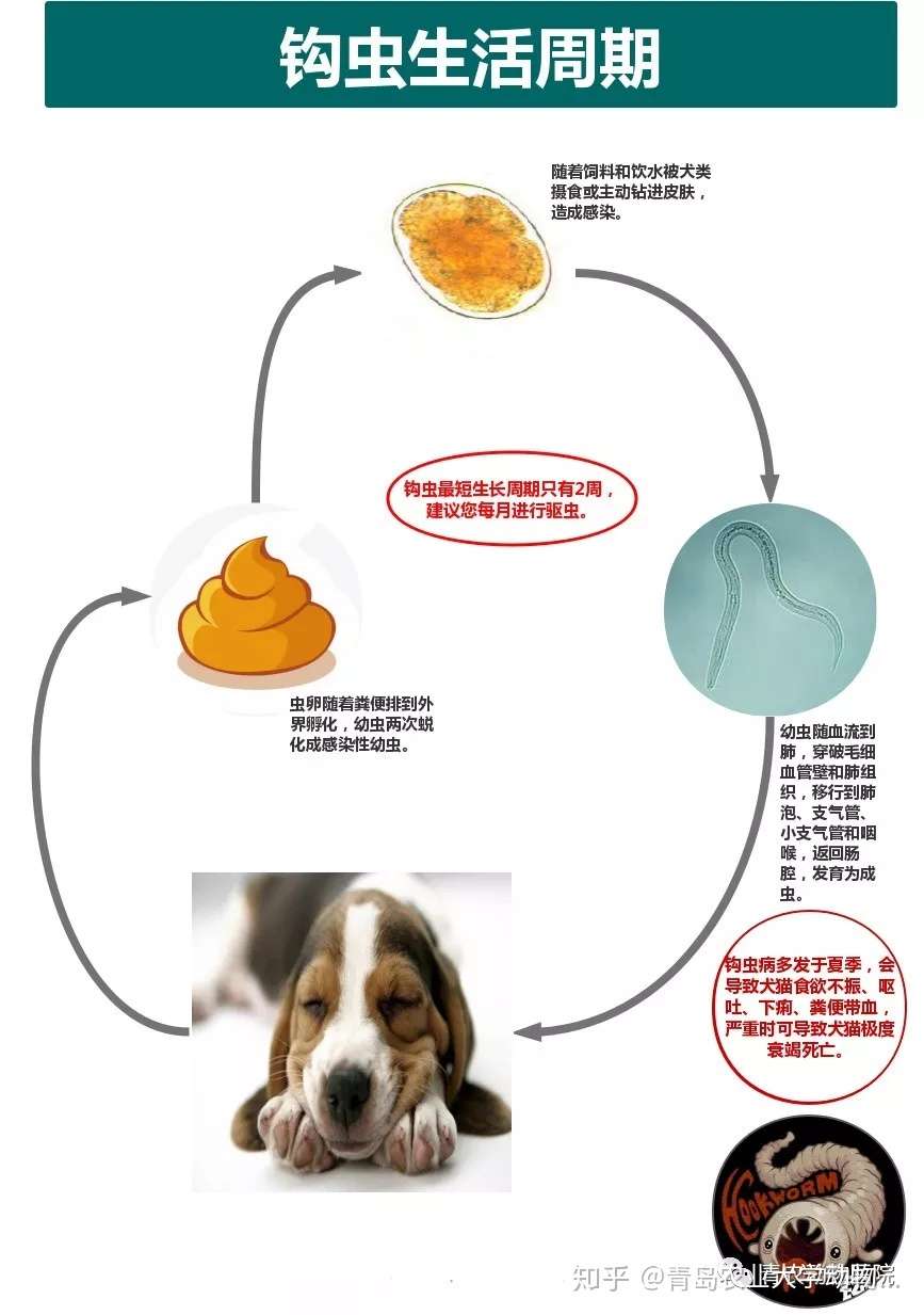 宠物驱虫 花钱给宠物做驱虫 值吗 养宠人必读 知乎 宠物驱虫 花钱给宠物做驱虫 值吗 养宠人必读 知乎