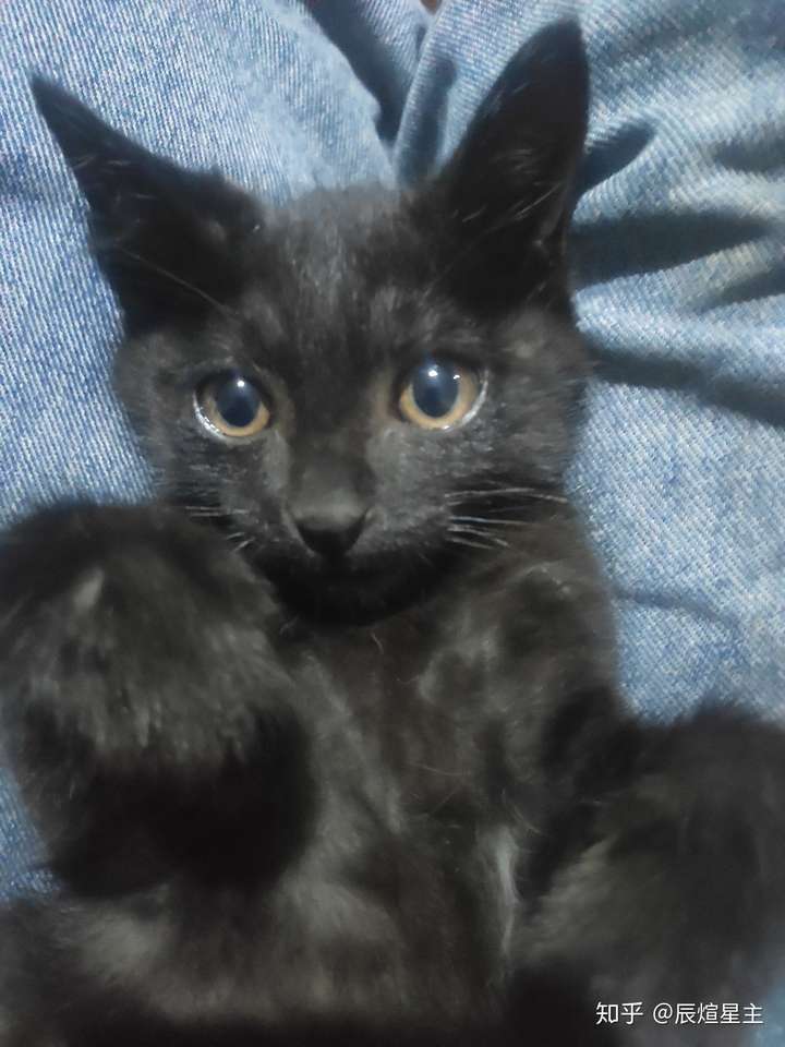 为什么朋友这只黑猫长出来了白毛?