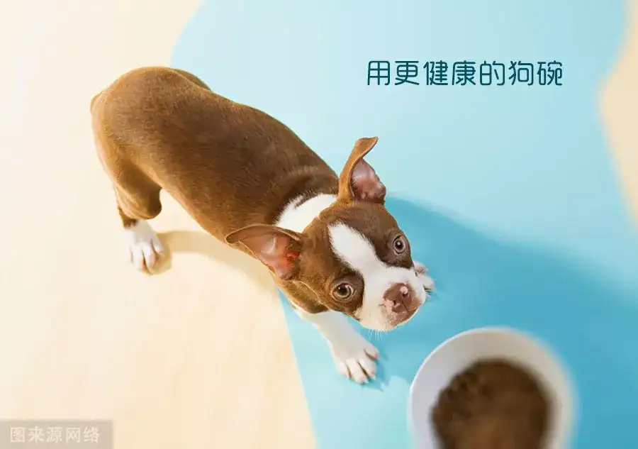 猫狗泪痕的真相是什么 它究竟能否根治 知乎