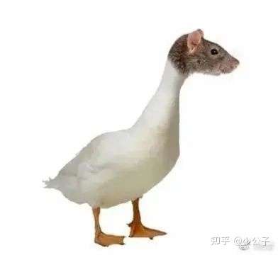 鼠头鸭脖事件 知乎