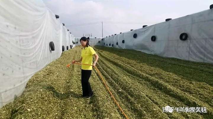 青贮发酵4个阶段,开窖时间非常关键!