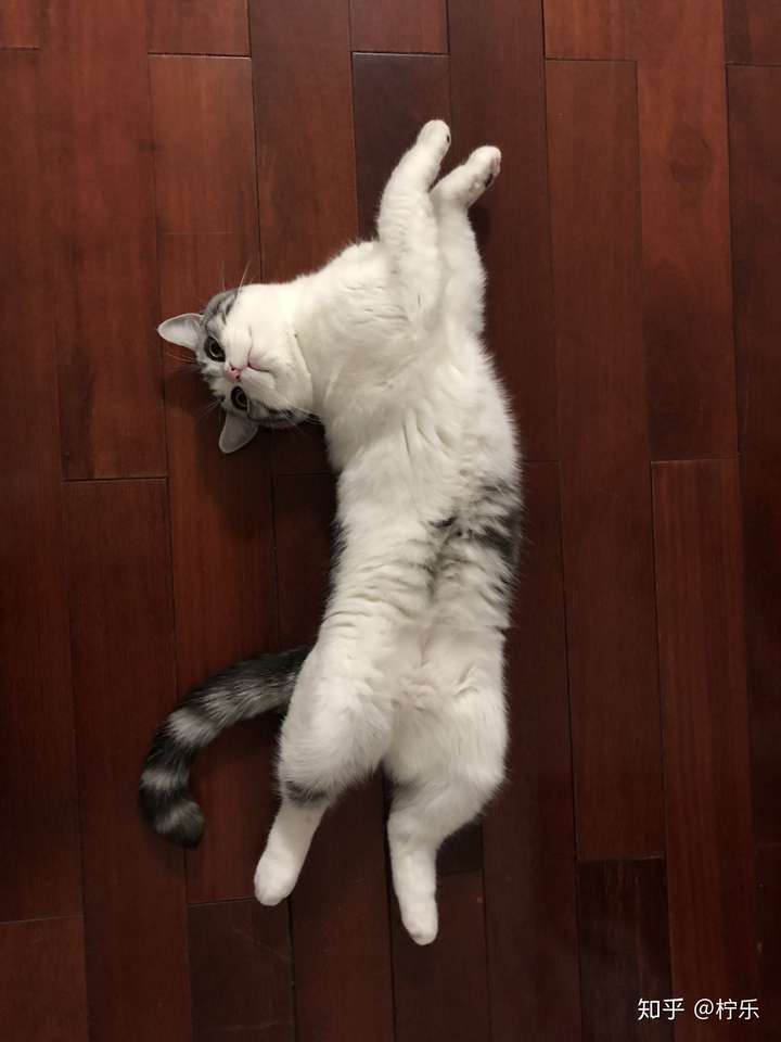 猫随意仰面躺着,爪子朝上,盯着你看,是什么意思?