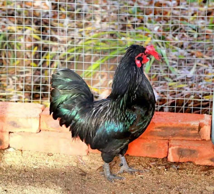 元宝鸡怎么养元宝鸡养殖方法和注意事项