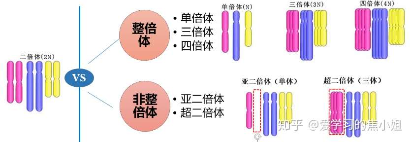 焦老师讲遗传系列之3 染色体数目异常 知乎