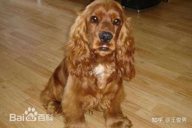 可能是一只可卡犬的串串 如图,图片均来自网络