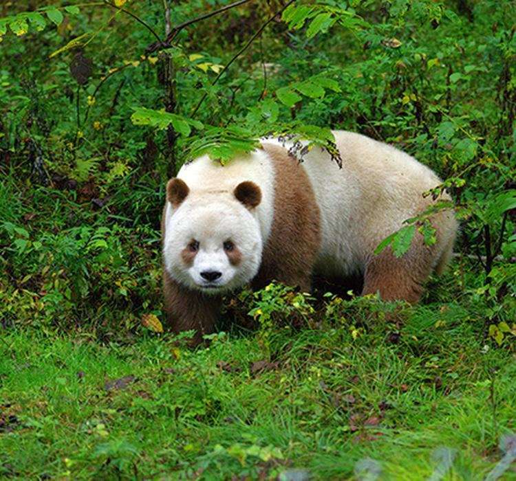 中国有多少大熊猫（08地震死了多少熊猫）