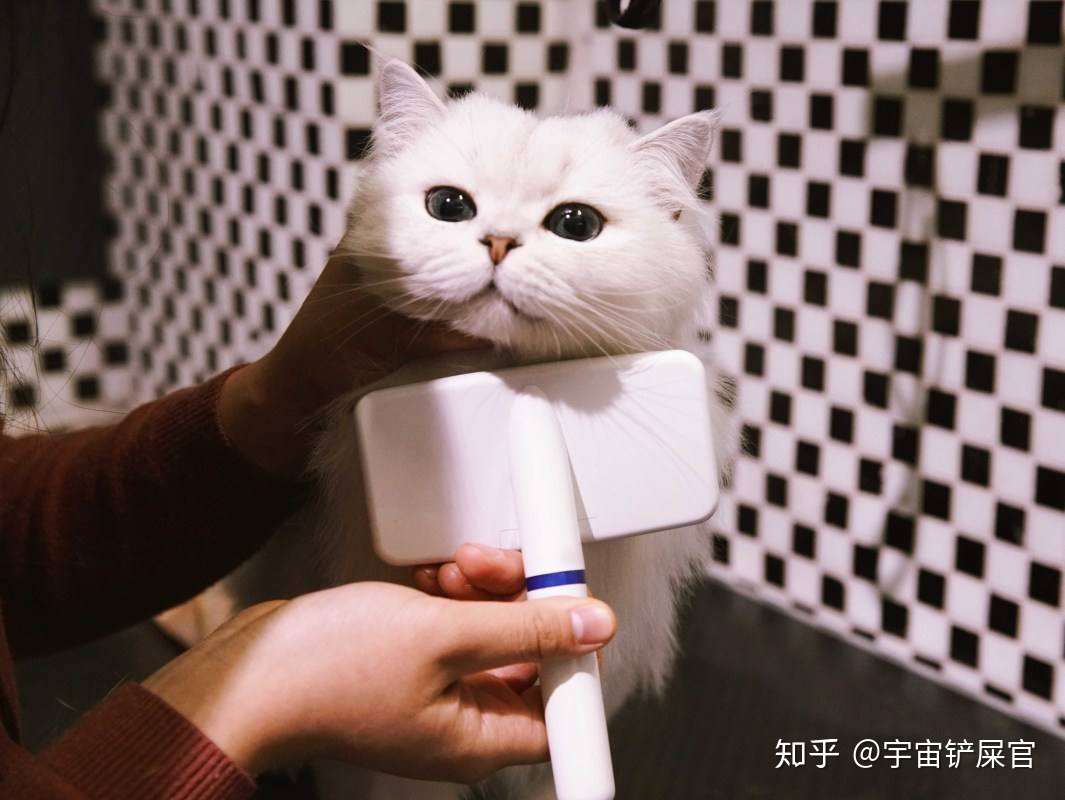 猫咪一边鼻子流鼻涕 知乎