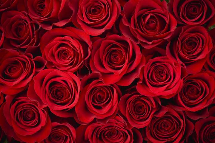 情人节花语,为什么情人节要送玫瑰花？