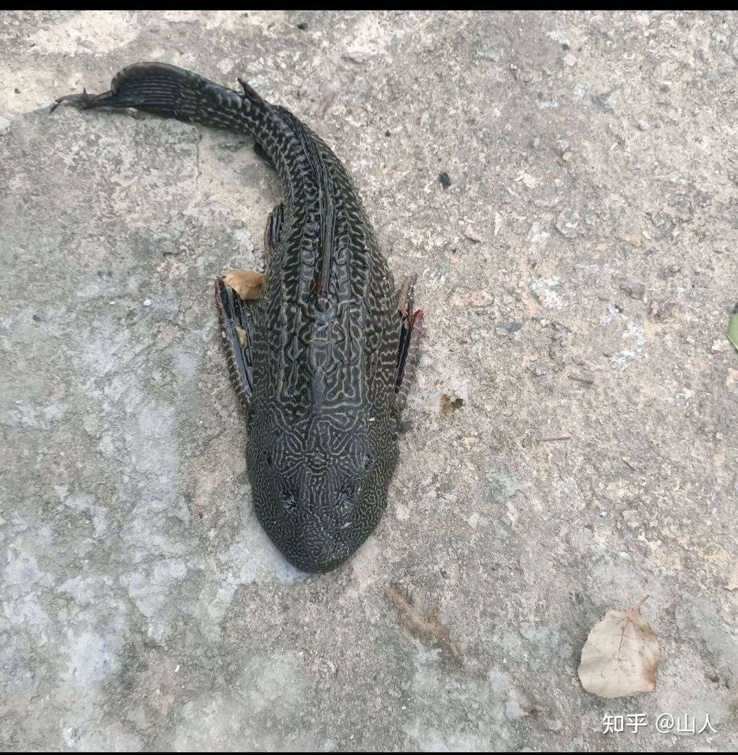 山人 的想法: 清道夫 突然羡慕起你这鱼儿 至少你可以成… - 知乎