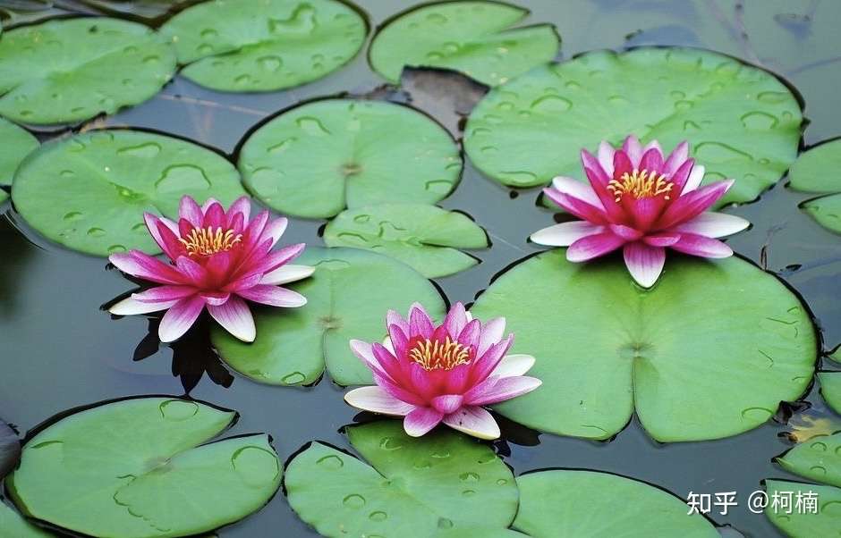 题睡莲 中英双语 知乎