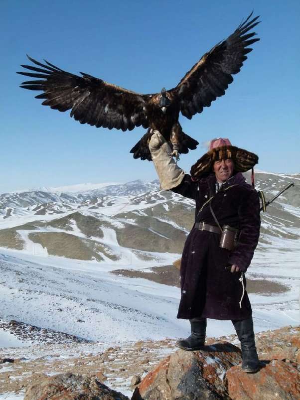 尖叔小资讯大世界 的想法: 蒙古的哈萨克猎鹰,优雅且凶残,人类驯养