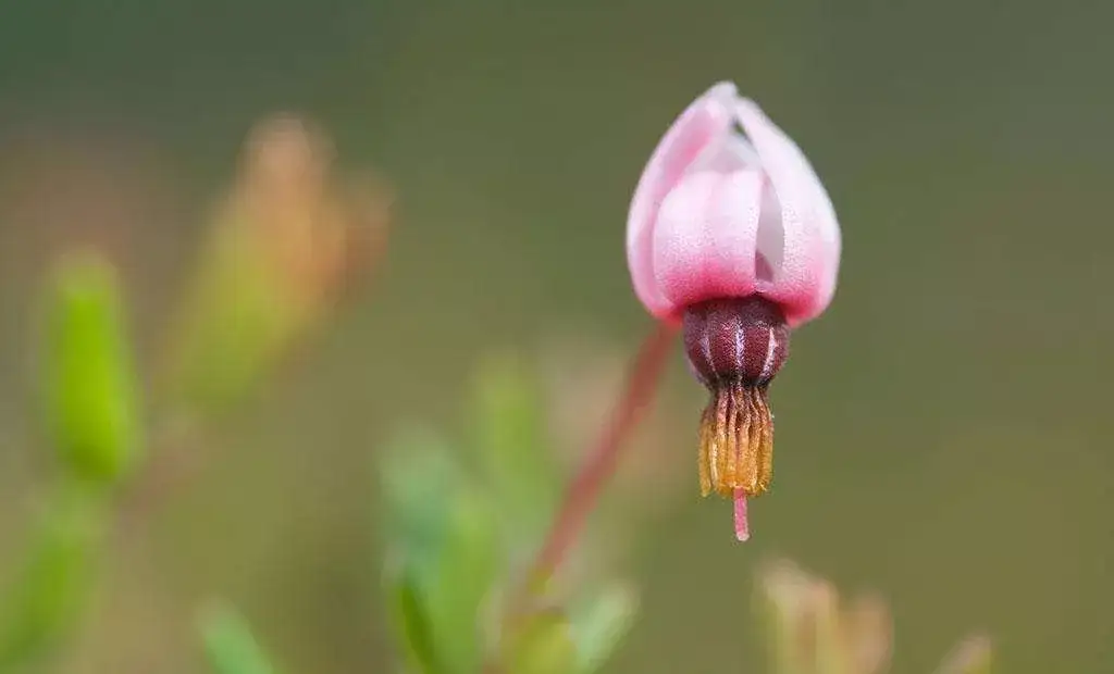 细数蔓越莓那些被人忽视的强大功效 知乎