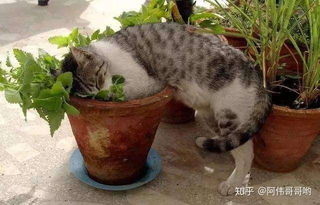 奥 神奇的植物 猫薄荷 知乎