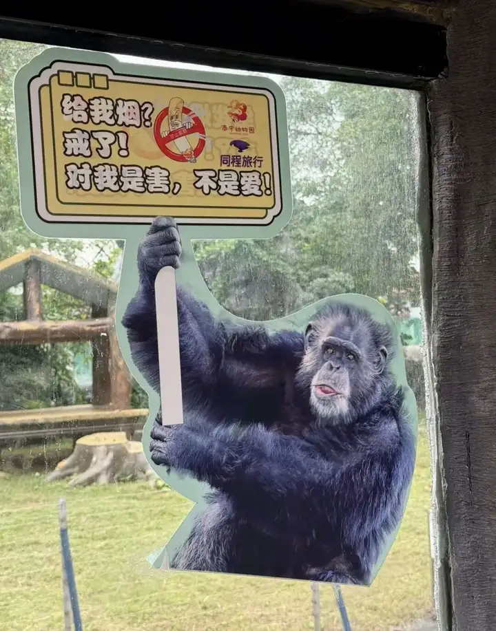 南宁动物园：网红黑猩猩正在戒烟，称其在德国领养家庭染上恶习插图3