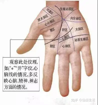 气血足不足看手就知道