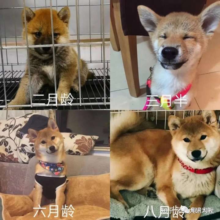 柴犬尴尬期图片对比图片