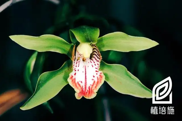 植培施」​虎头兰Cymbidium hookerianum 热带兰栽培手册- 知乎