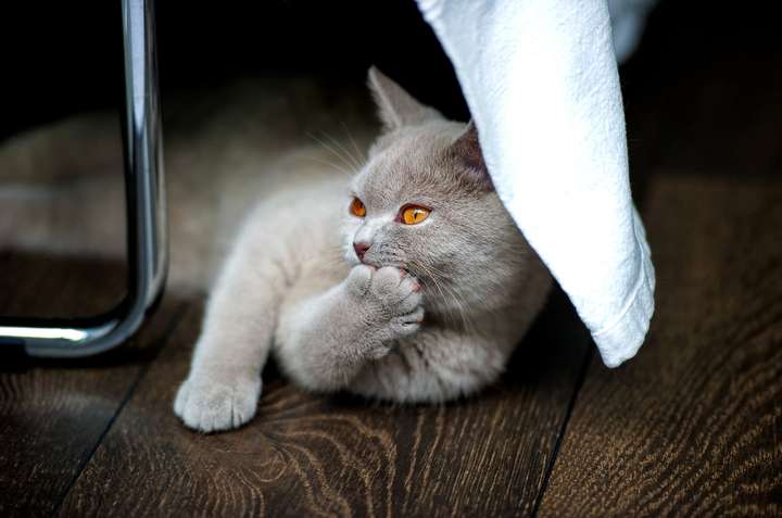 盘点最受欢迎的十种猫咪,你家猫主子上榜了吗? 盘点最受欢迎的十种猫咪,你家猫主子上榜了吗?