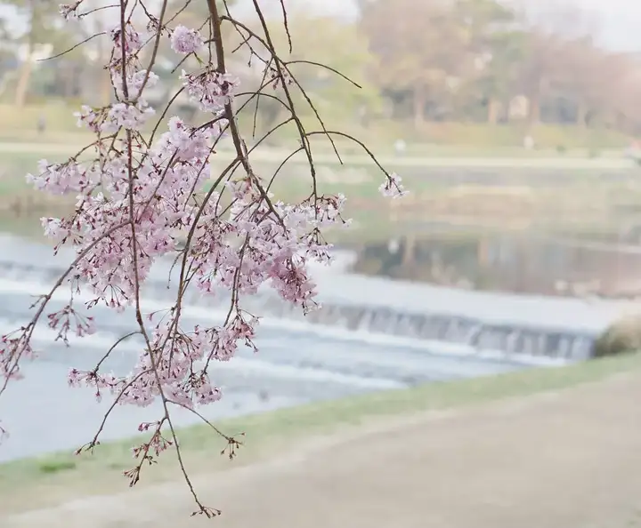 京都赏樱攻略 | 探秘避开人潮的绝美樱花漫步地