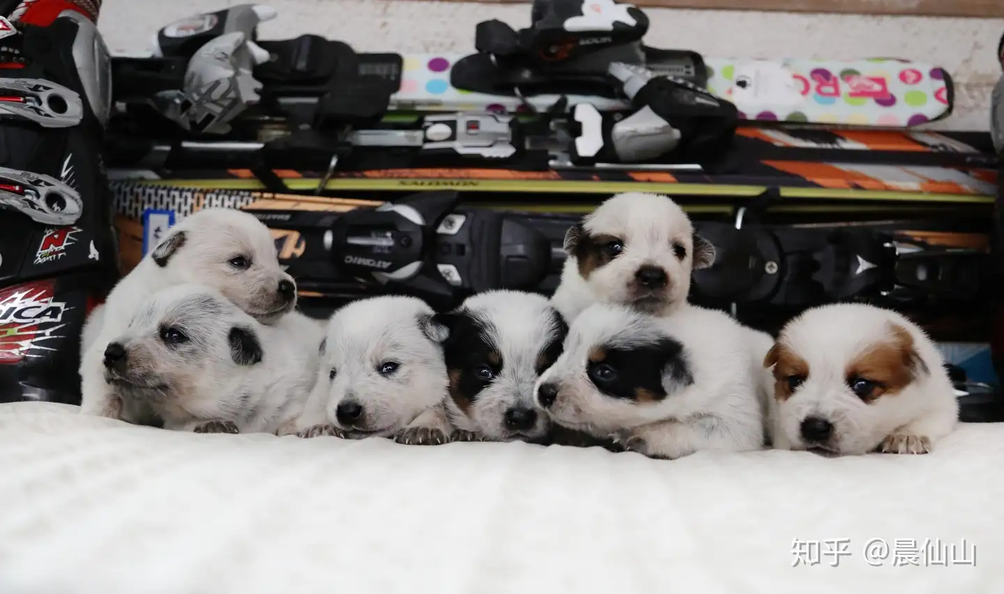 澳洲牧牛犬毛色 你一定要了解 知乎