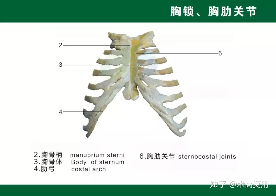 典传筋骨发劲】身备五张弓之外的“第六张弓”到底练的是什么？ - 知乎